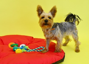 Accessories & Toys for pet