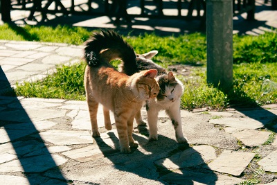 Cats