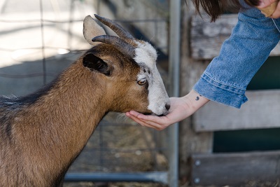 Farm Pets