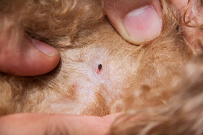 Tick-Borne Diseases and Lyme Disease Prevention for Dogs and Cats in Ontario