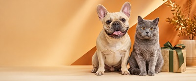 Cat and dog