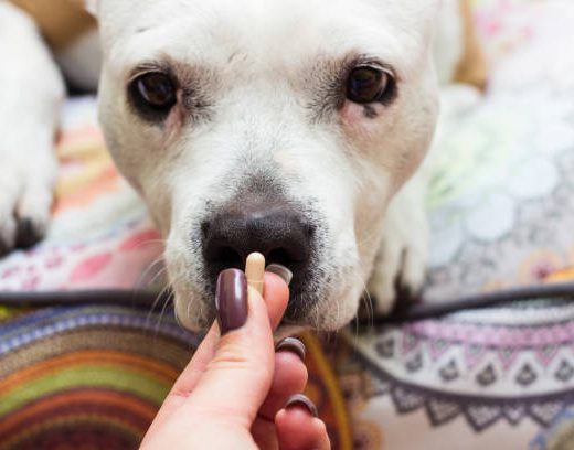 OTC Meds pet-care products