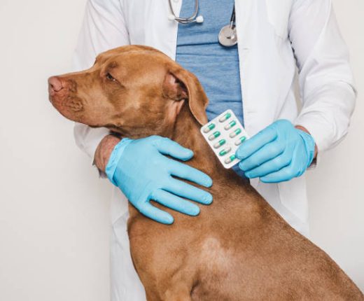 Prescription Meds pet-care products