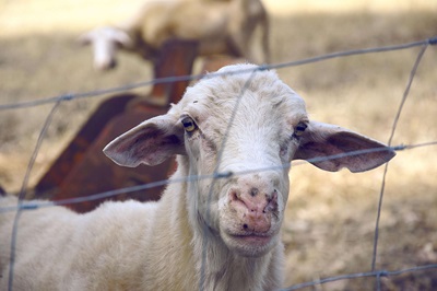Farm Pets pet-care products