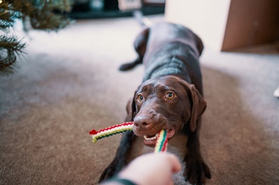 Accessories & Toys pet-care products