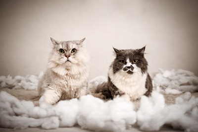 Cats pet-care products