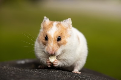 Small Pets pet-care products