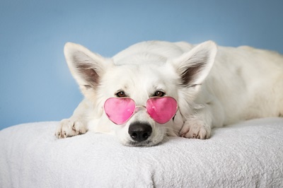 Dogs pet-care products