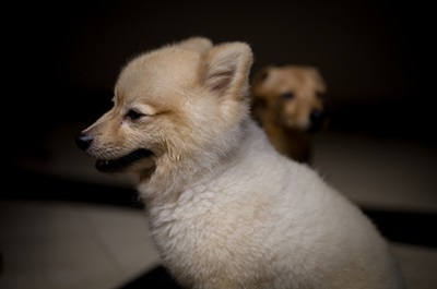 Dog Category