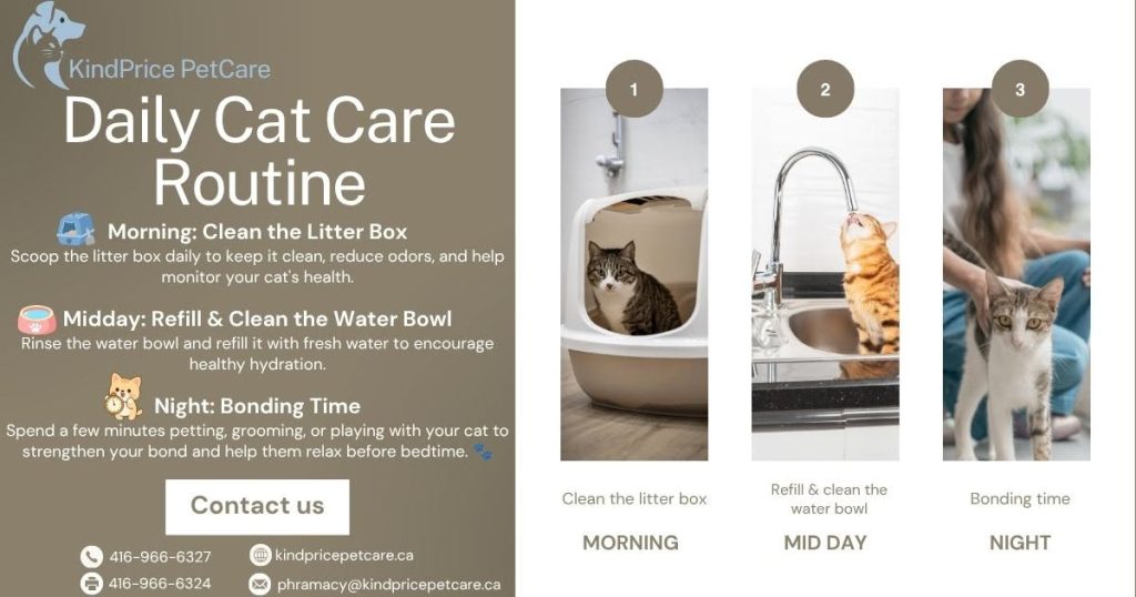 A Simple Daily Cat Care Routine for a Happy, Healthy Cat!