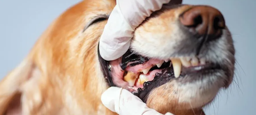 Pet Dental Disease and Oral Health Care for Dogs and Cats in Ontario | Kind Price Pet Care